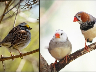 small brown bird with yellow patch near eye, and two birds with orange beaks