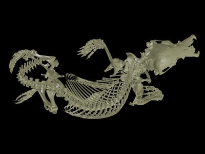 full skeleton of a platypus against black background