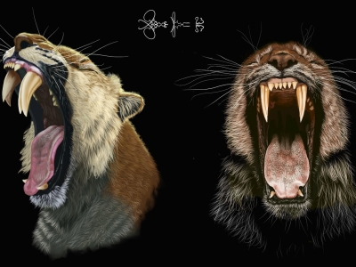 two colorful renderings of saber-toothed cats with open jaws showing fangs