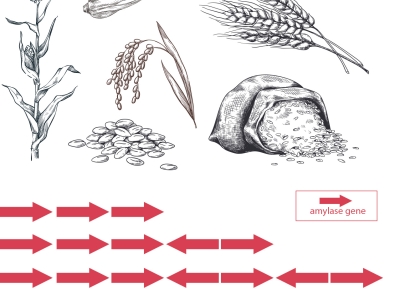 pencil sketches of grain 
