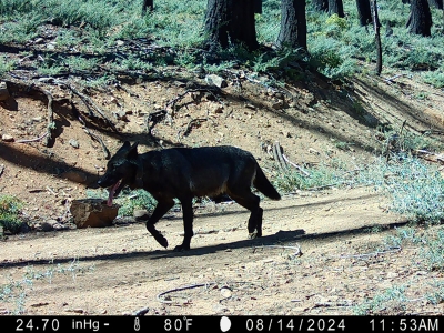 A gray wolf with a satellite tracking collar navigates a forest road in Lassen County, California. 