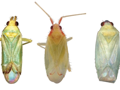 A composite image of three bugs