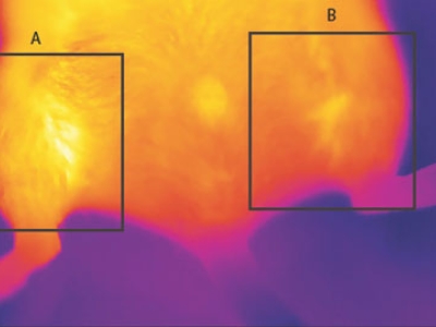 Thermograph of brown-like fat implant