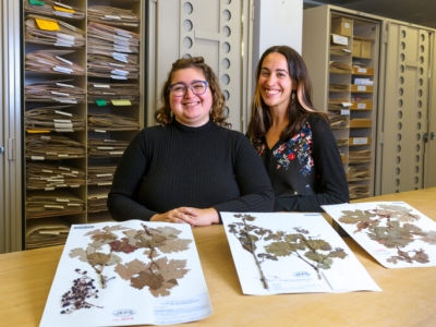 Three dried grapevine specimens, mounted on paper, are spread across a table. Behind the table stand two individuals who are smiling at the camera. Storage cabinets that are filled with file folders can be seen in the background.