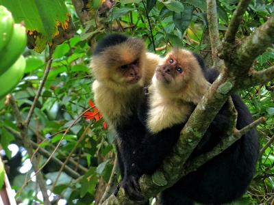 Two monkeys sit on a branch, with one looking disapprovingly toward the other.