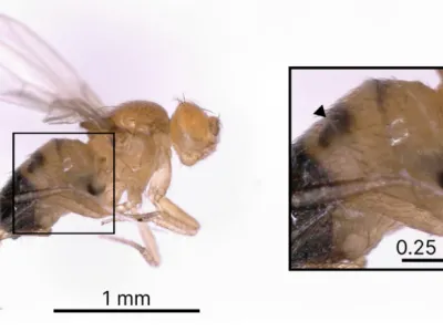 side view of a brown fly, and closeup of abdomen with 2 dark spots