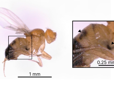 side view of a brown fly, and closeup of abdomen with 2 dark spots