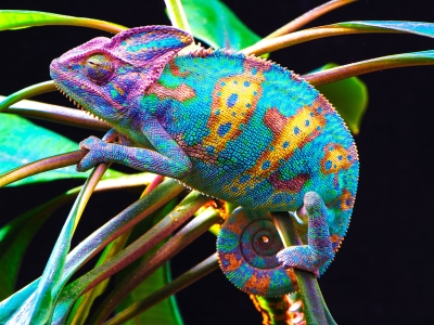 Brightly colored chameleon clutching leaves.