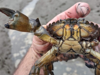 image of person holding a crab