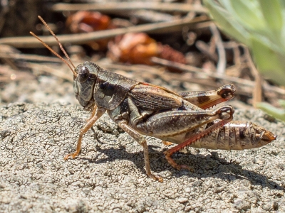 image of a grasshopper