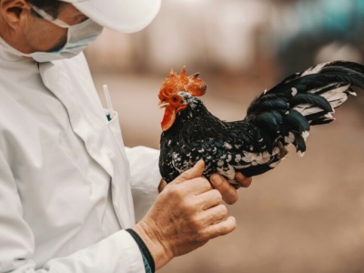 image of someone holding a chicken