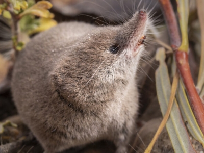 a brown furry animal with black eyes and a pointy snout photographed on the ground amid green and yellow plants