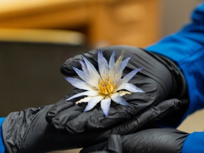 a close-up image of an Egyptian blue lotus being held by hands with black gloves