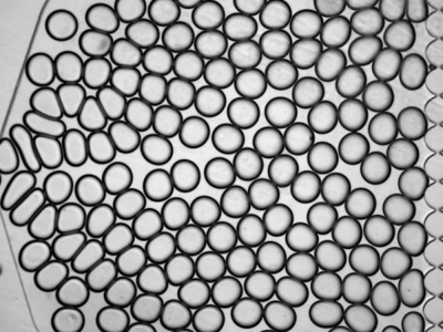 Dozens of droplets clustered together