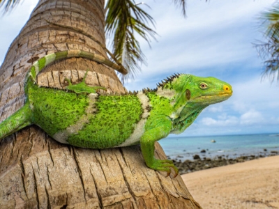 a large green iguana with narrow yellow stripes rests on the lower trunk of a palm tree with a beach and ocean in the background