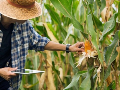 image of man tending to his corn crops