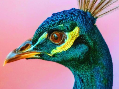 A profile of a brightly colored peacock head against a red and purple background.