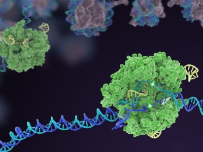 green blob representing CRISPR enzyme on a blue double helix of DNA