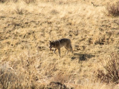 image of coyote in field