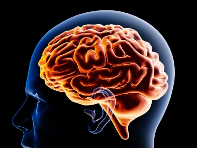 stock image of a brain inside a head