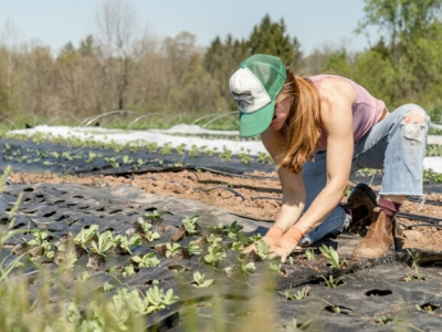 woman plants spring transplants at a small-scale farm in Pottstown, Pennsylvania