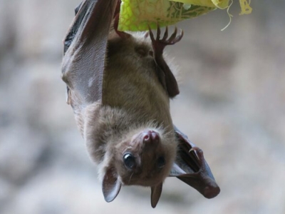 A furry brown bat hangs upside down from a piece of fruit.
