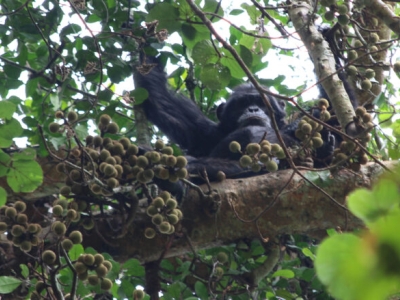 a chimp sitting in a tree surrounded by fruit