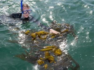 Person swimming with goggles and snorkel among kelp
