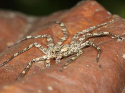 spider genus Selenops