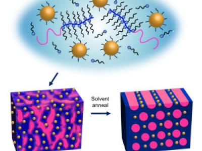 Upon solvent annealing, supramolecules made from gold nanoparticles and block copolymers will self-assemble into highly ordered thin films in one minute. - See more at: http://newscenter.lbl.gov/2014/06/09/nanoparticle-thin-films-that-self-assemble-in-one-minute/#sthash.715T7jT5.dpuf