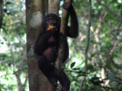 A bonobo