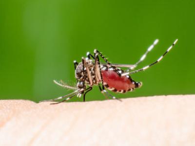 mosquito dengue virus