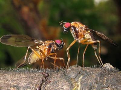 2 Drosophila cyrtoloma fruit flies fighting