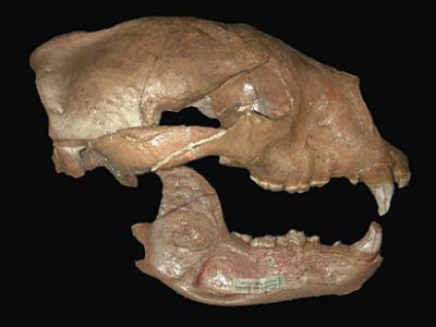 skull of animal