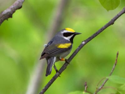 This male golden-winged warbler is carrying a geolocator on its back (appears black with white light sensor) and identification bands on its legs. (Photo by Gunnar Kramer)