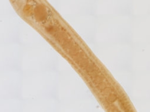 Schistorchis stenosoma