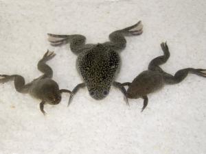 Three frogs belonging to the genus Xenopus