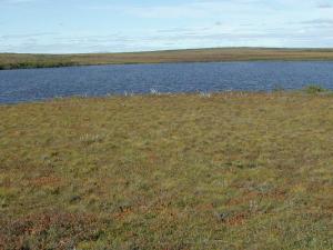 shrub next to body of water on Northwestern Alaskan town of Kotzebue