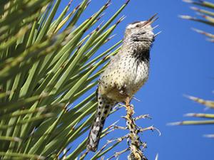 cactus wren