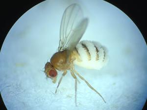 a fruit fly infected with puppeteering fungus