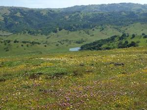 flowery fields in the Mt. Hamilton range