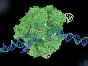 CRISPR-Cas9 model in green
