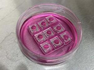 nanoelectroporation in a petri dish