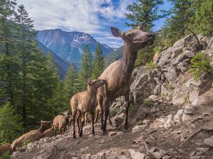Elk migrate up a mountainside