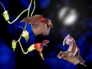 Two fruit bats interact with a plant