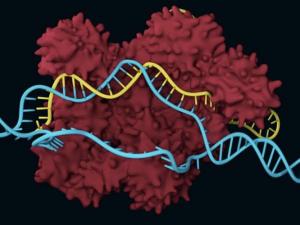 CRISPR-Cas9 molecule