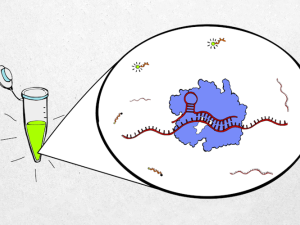 An illustration shows a green sample in a vial. Next to it is a bubble which shows a close up of the CRISPR Cas13 protein and how it interacts with viral RNA.