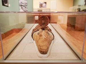 mummified crocodile in a display case
