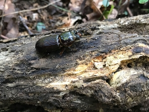 A photo of a black, shiny beetle sitting on a half-rotted log in the forest.