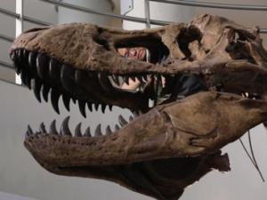Photo of Jack Tseng peering through hole in skull of an adult T. rex